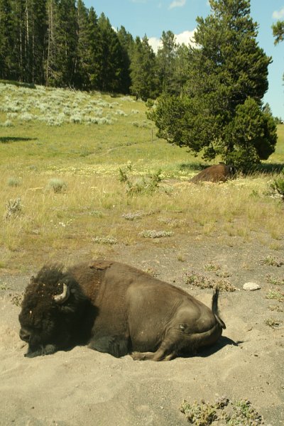 Trip (157).JPG - A buffalo in a bison wallow which is a shallow depression in the soil, which bison use either wet or dry. Bison roll in these depressions, covering themselves with dust or mud.